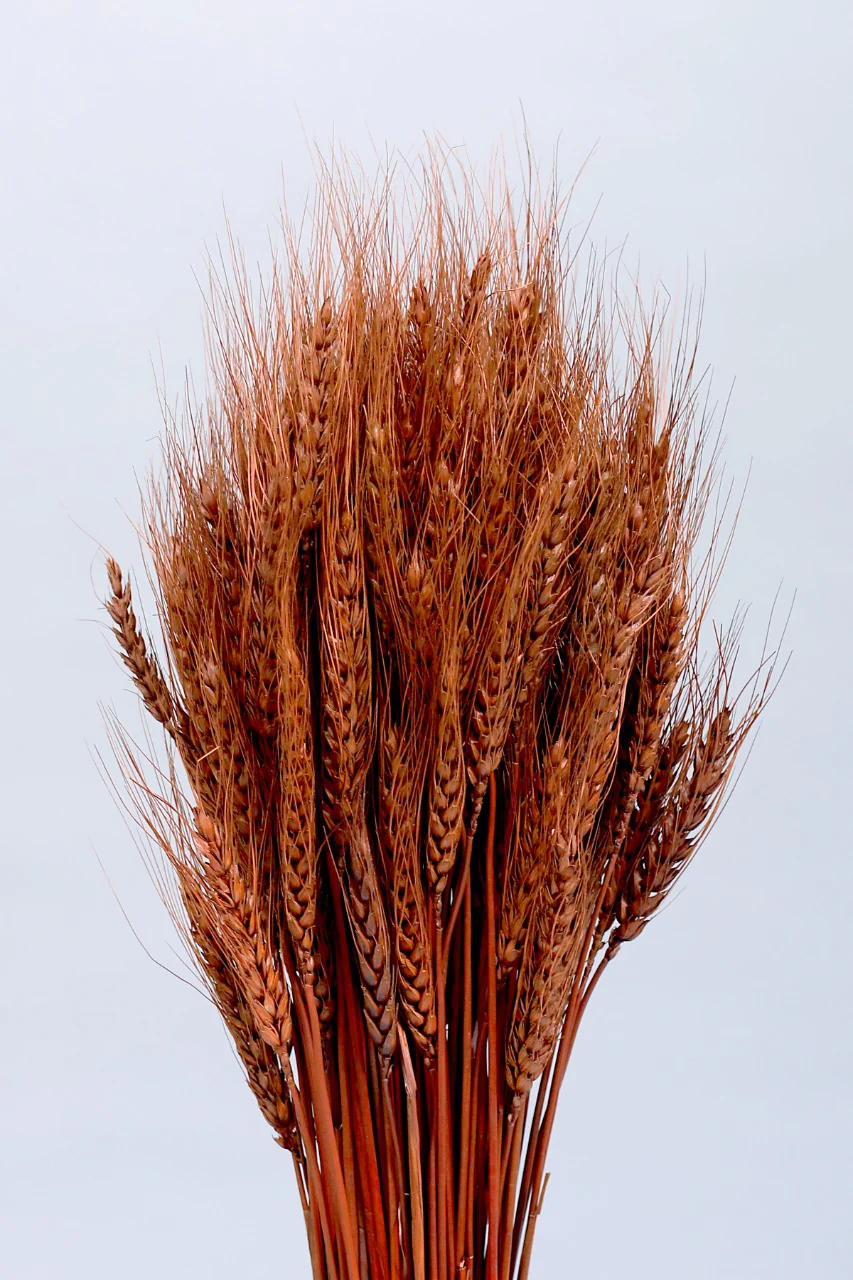 WHEATGRASS-BROWN COLOUR